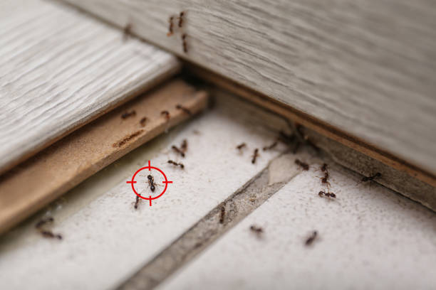 Best Pest Control Treatment  in Hahira, GA