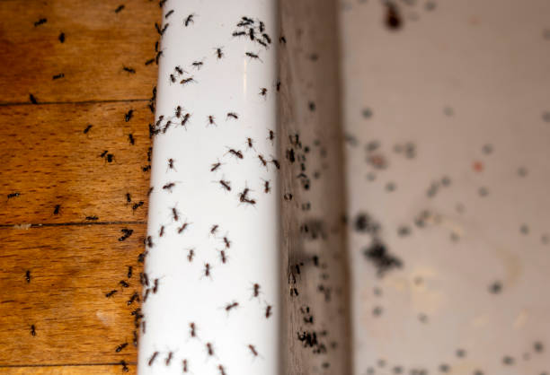 Best Ant Control Services  in Hahira, GA