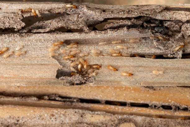 Best Best Pest Control Companies  in Hahira, GA