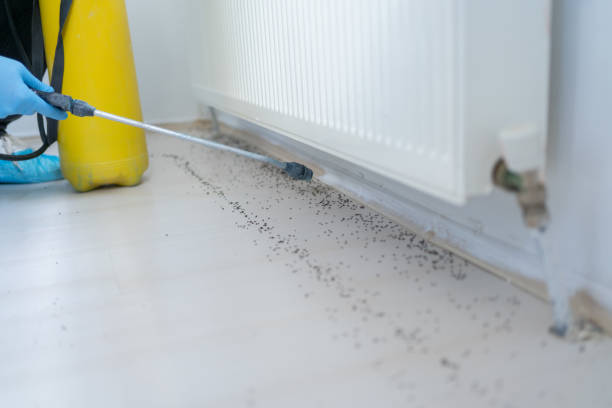 Best Local Pest Control Services  in Hahira, GA